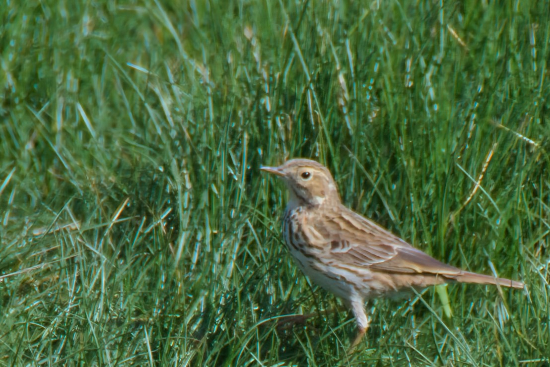 Meadow Pipit - Donald Fullmer