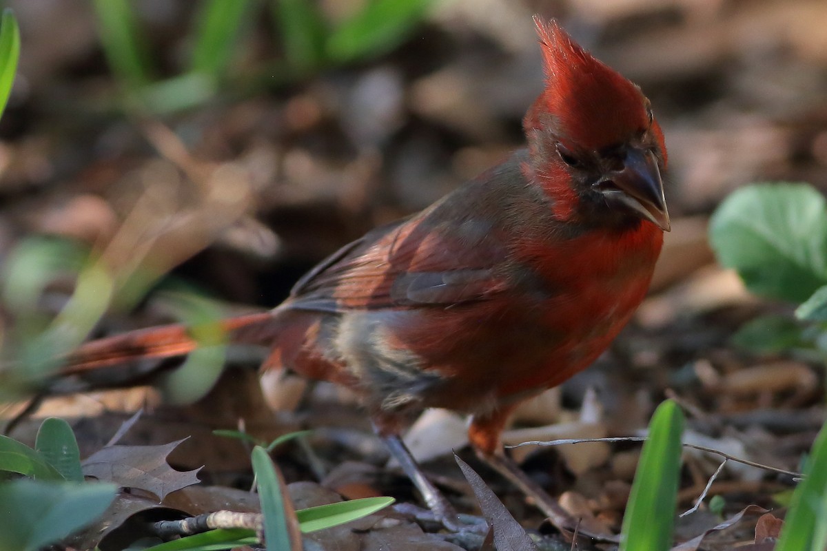 Cardinal rouge - ML619514702