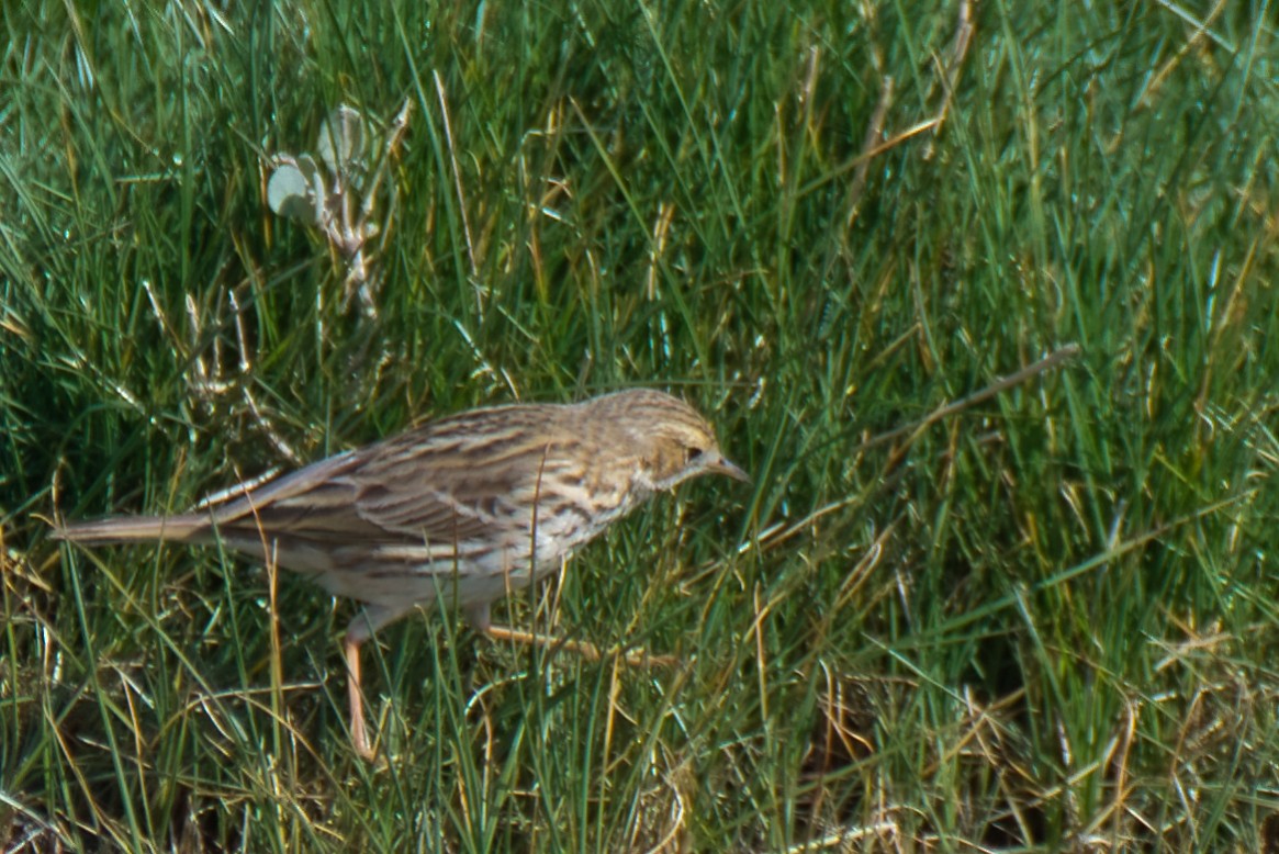 Meadow Pipit - Donald Fullmer