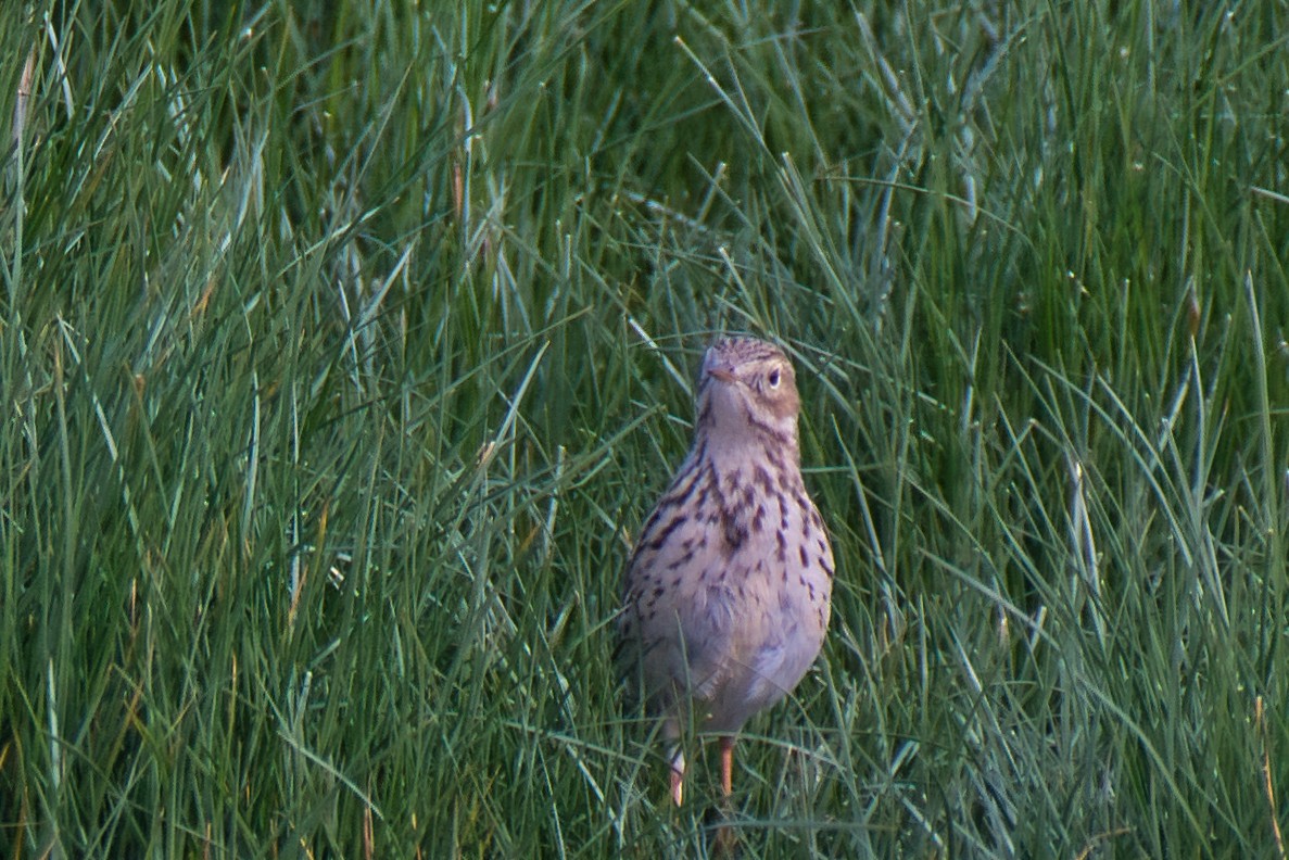 Meadow Pipit - Donald Fullmer