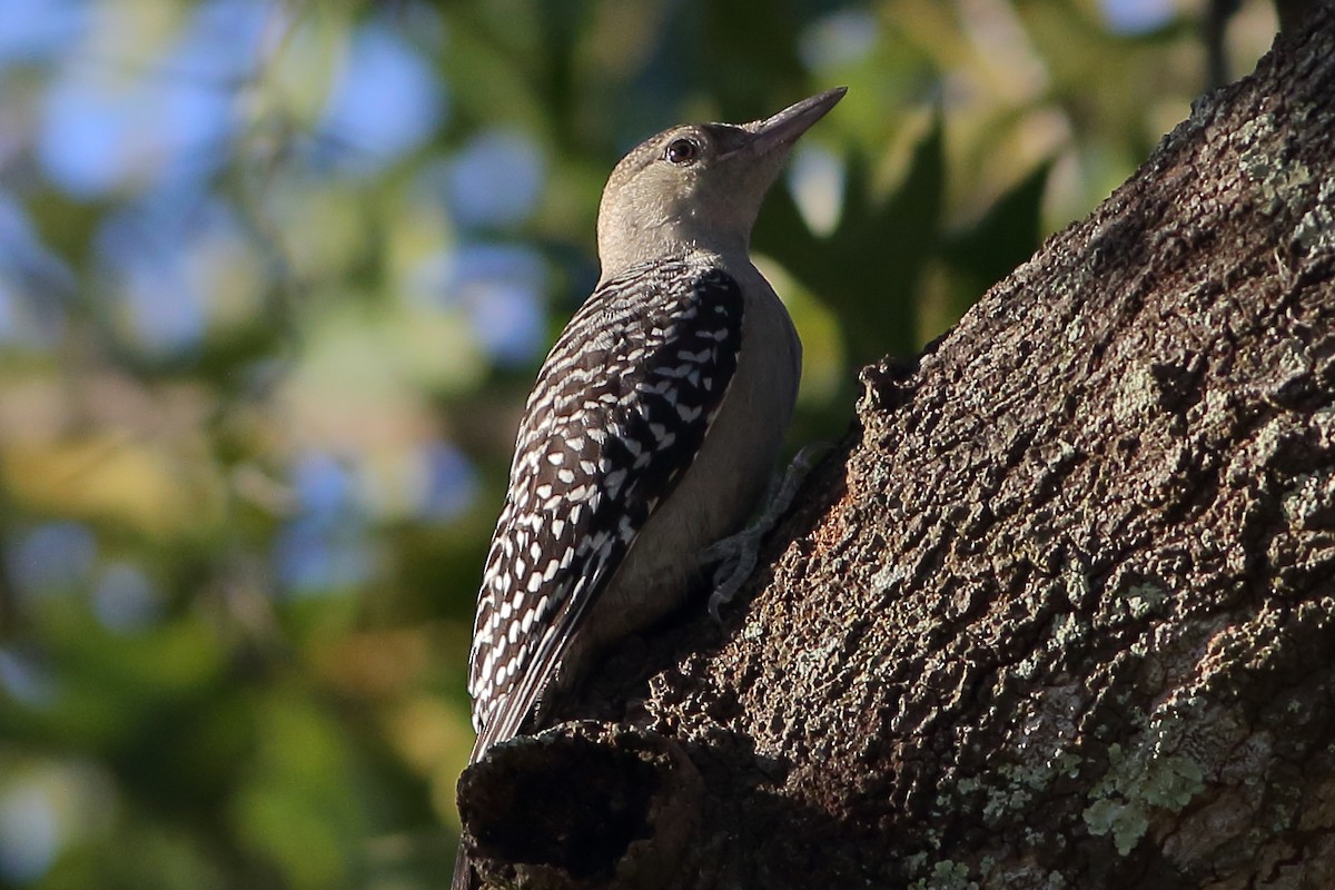 Red-bellied Woodpecker - Robert Stalnaker