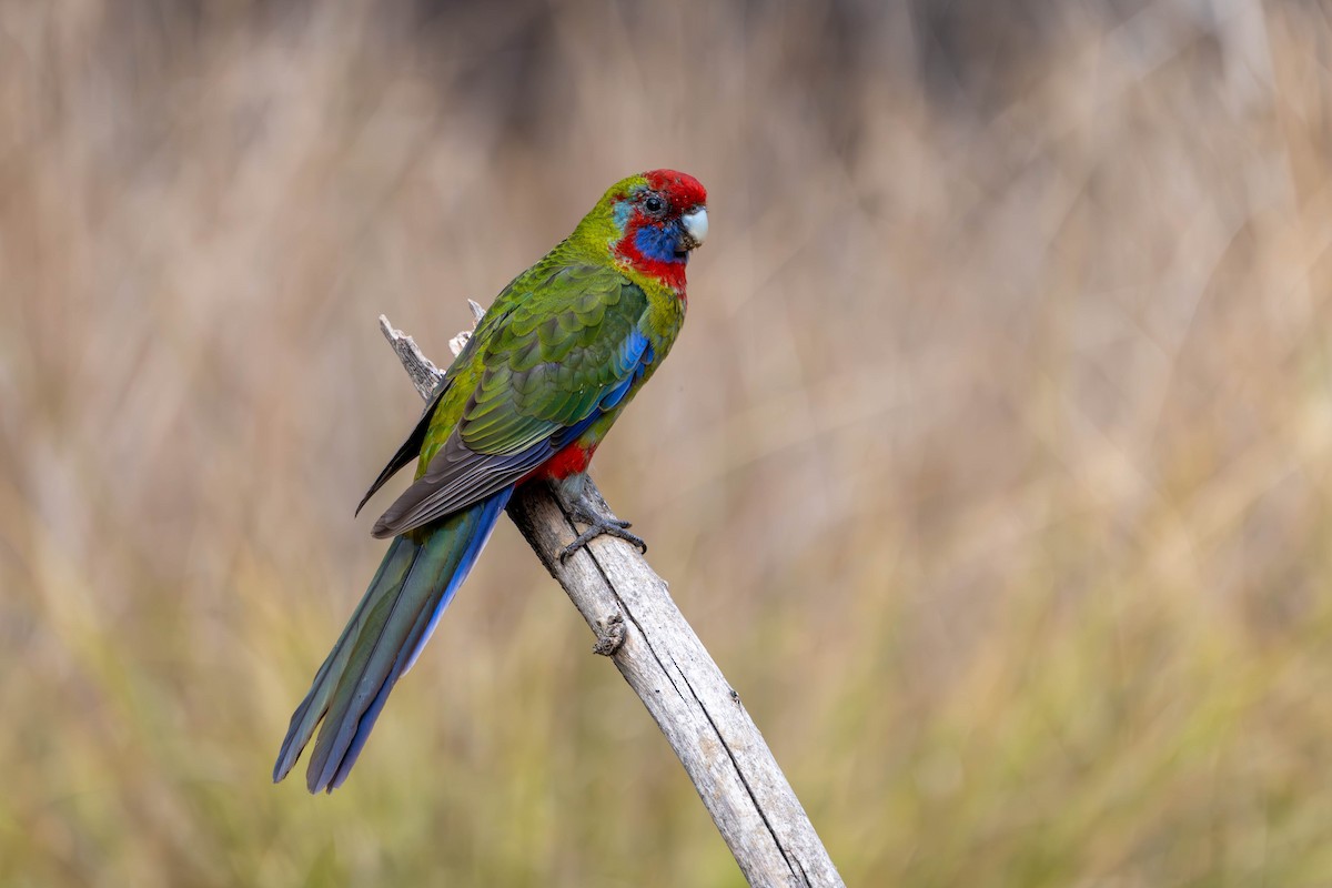 Crimson Rosella - Claire Watson