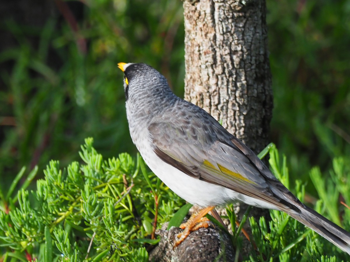 Weißstirn-Schwatzvogel - ML619514725