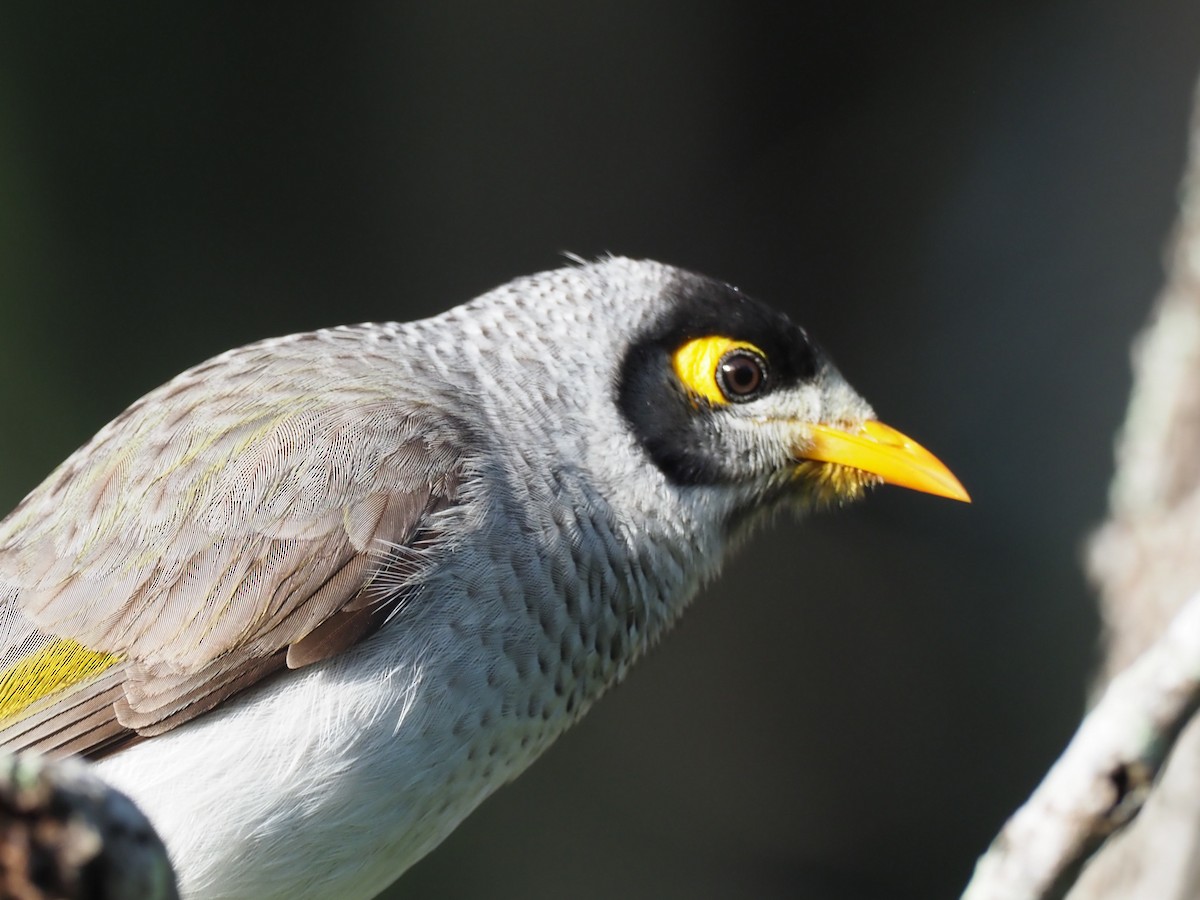 Noisy Miner - Todd Deininger