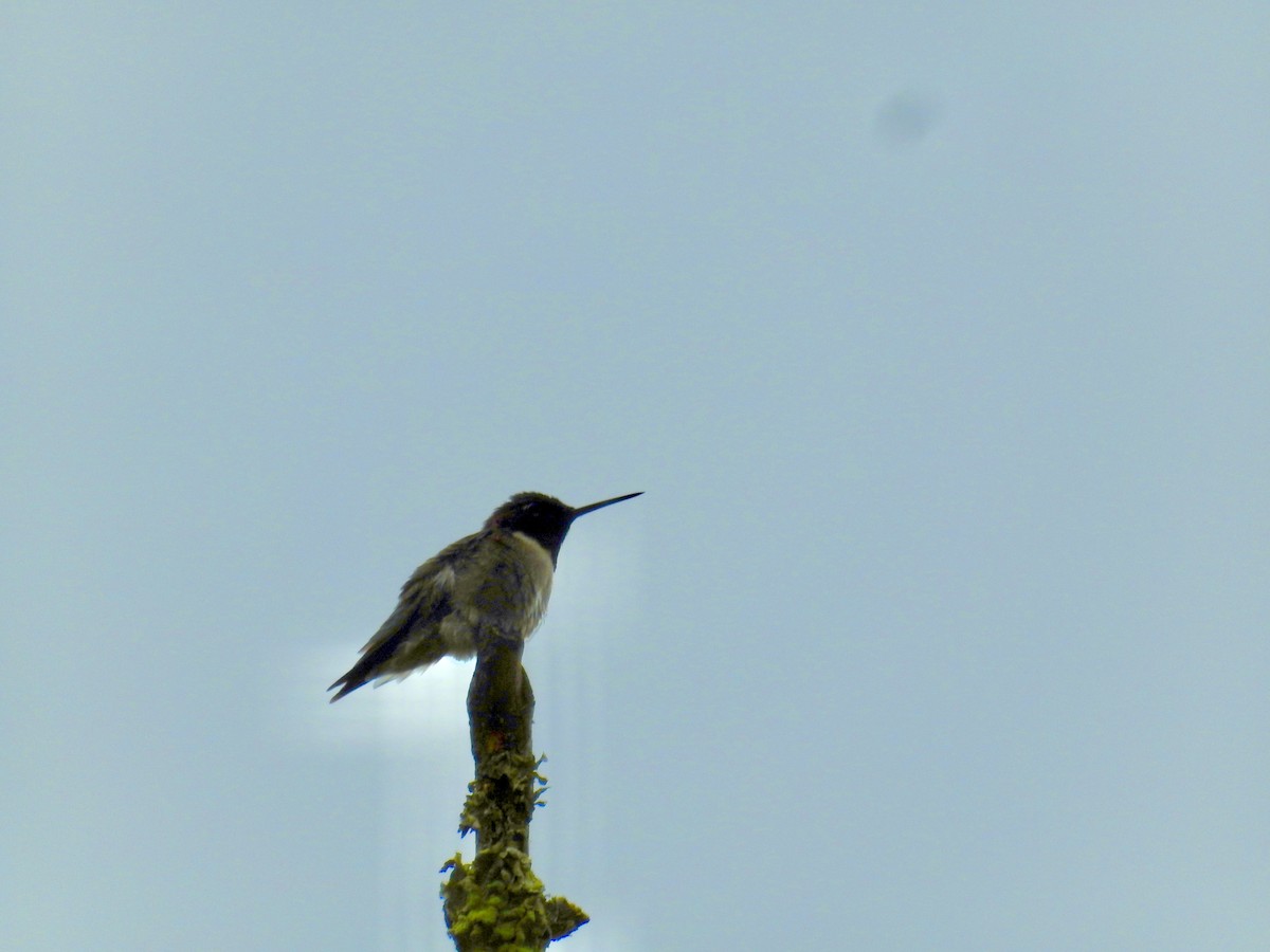 Ruby-throated Hummingbird - Deepak Vadi