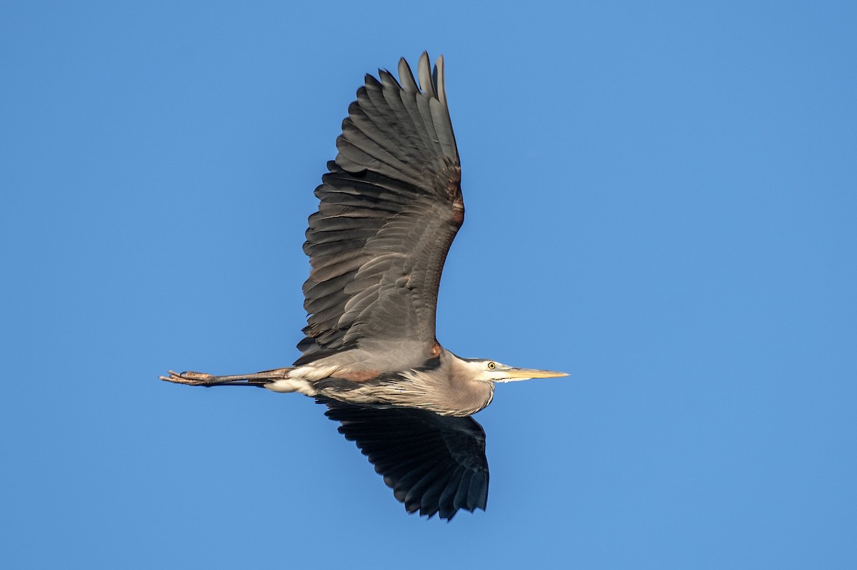 Great Blue Heron - Donna Wadsley