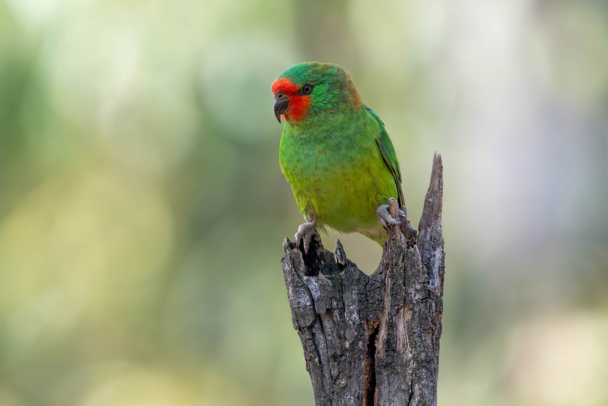 Little Lorikeet - Claire Watson