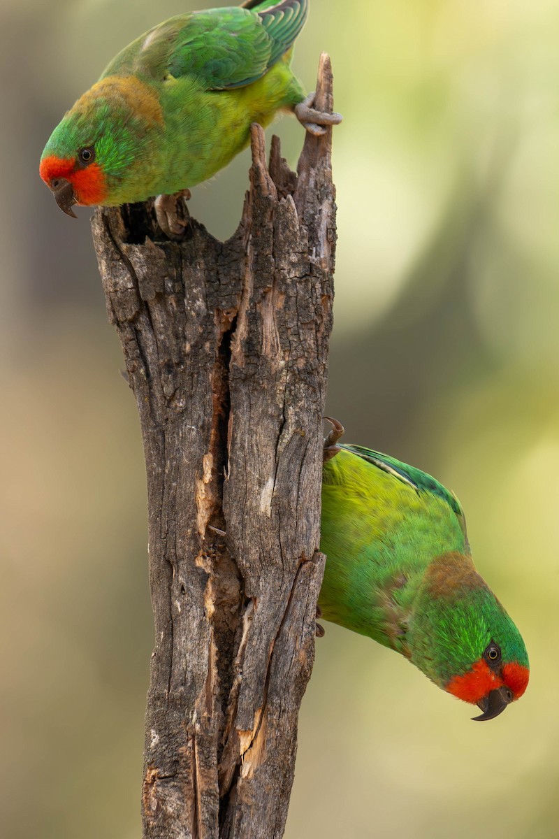 Little Lorikeet - Claire Watson