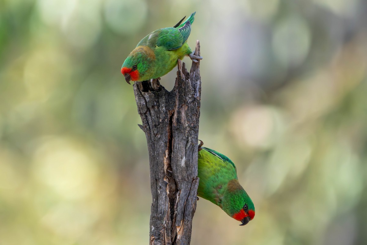 Little Lorikeet - Claire Watson