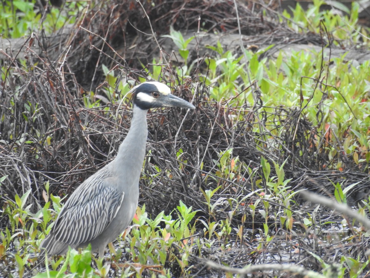 Yellow-crowned Night Heron - Deepak Vadi