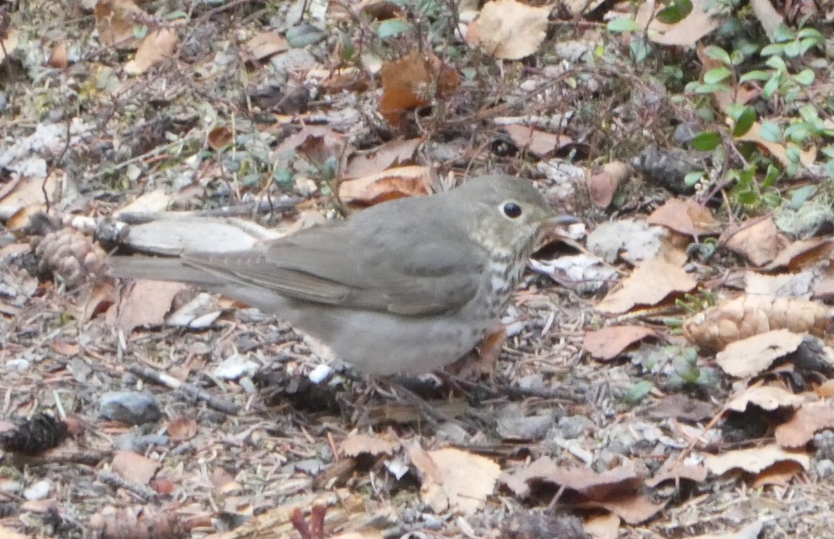 Swainson's Thrush - Brian Kinney