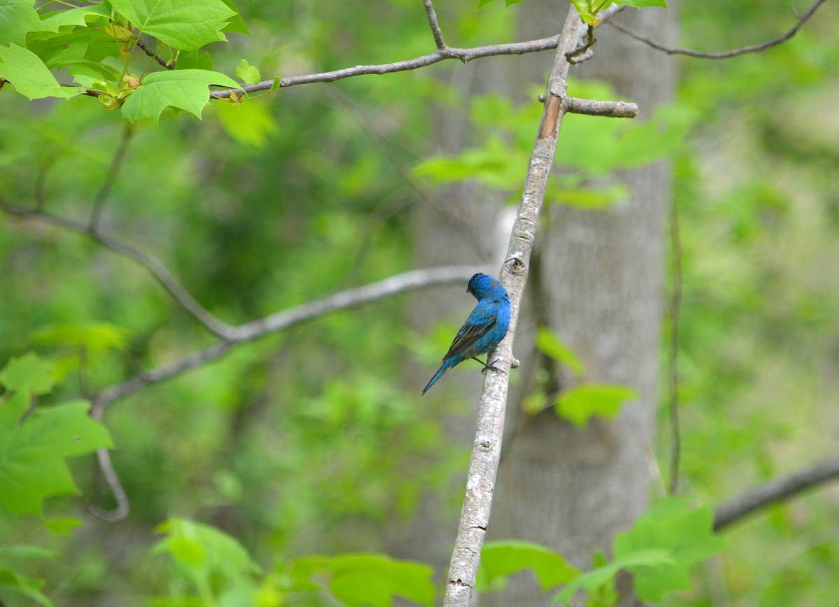 Indigo Bunting - Heather Hough