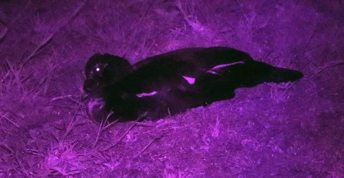 Muscovy Duck (Domestic type) - Mark Penkower