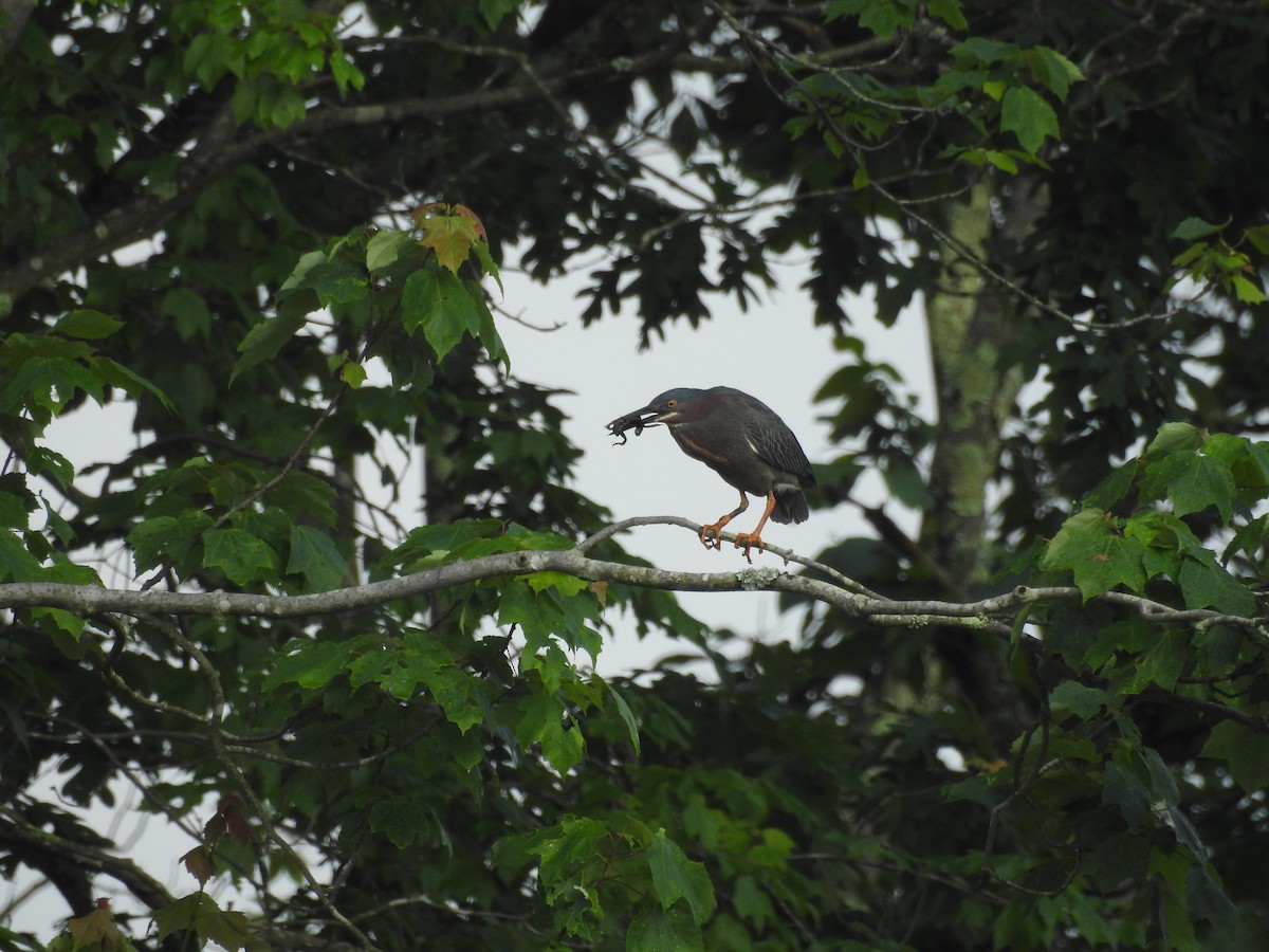 Green Heron - Deepak Vadi