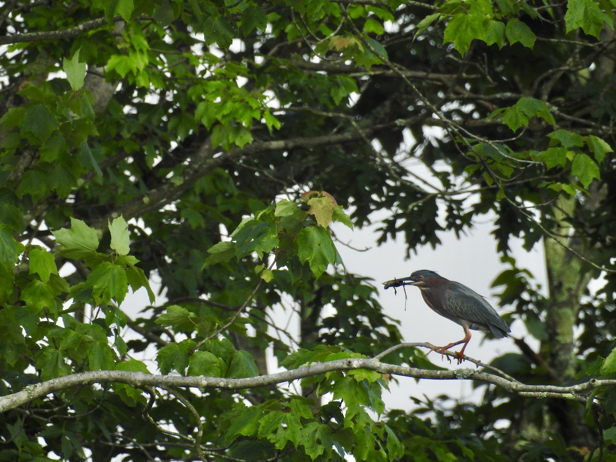 Green Heron - Deepak Vadi