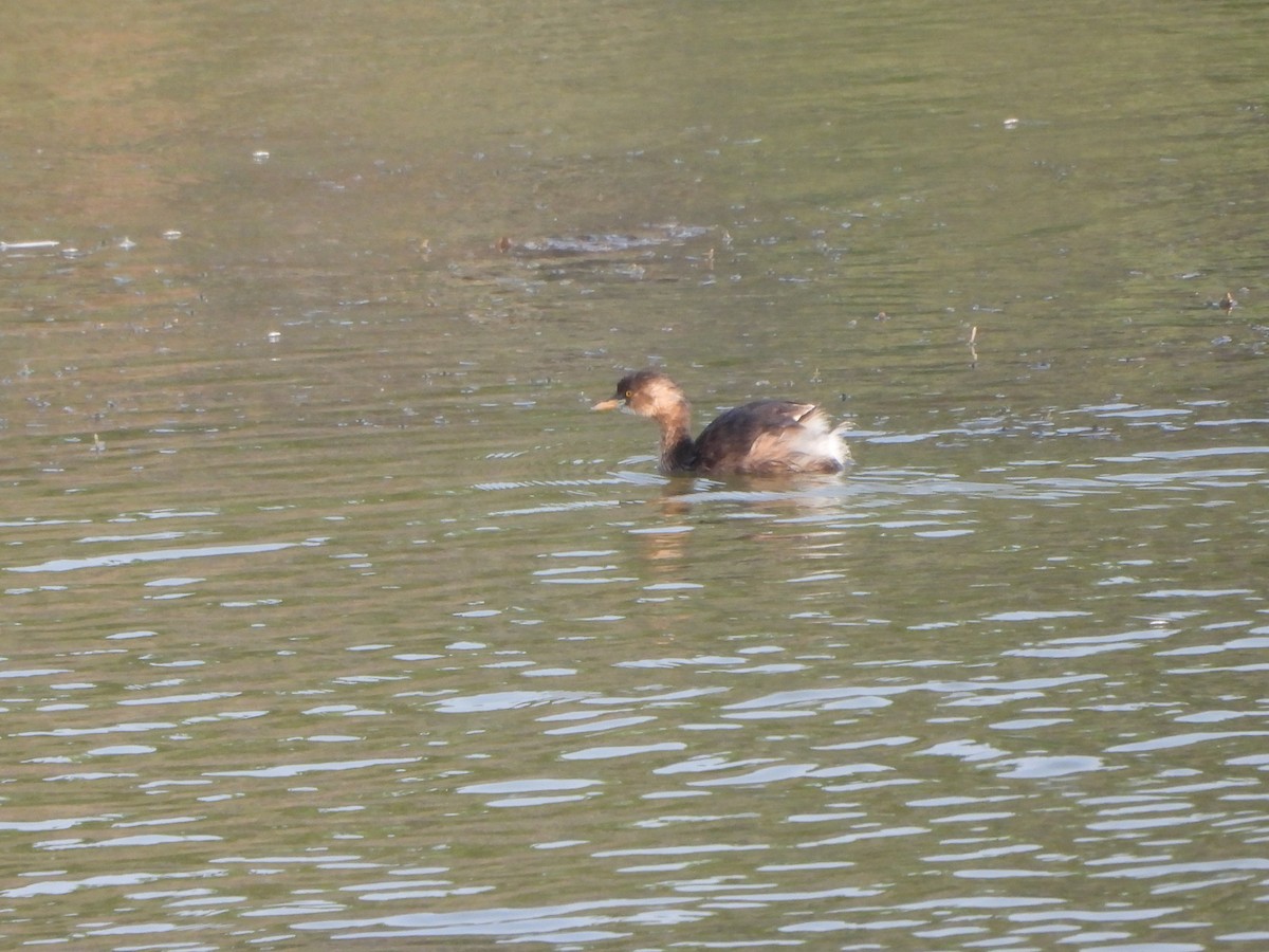 Little Grebe - ML619514752