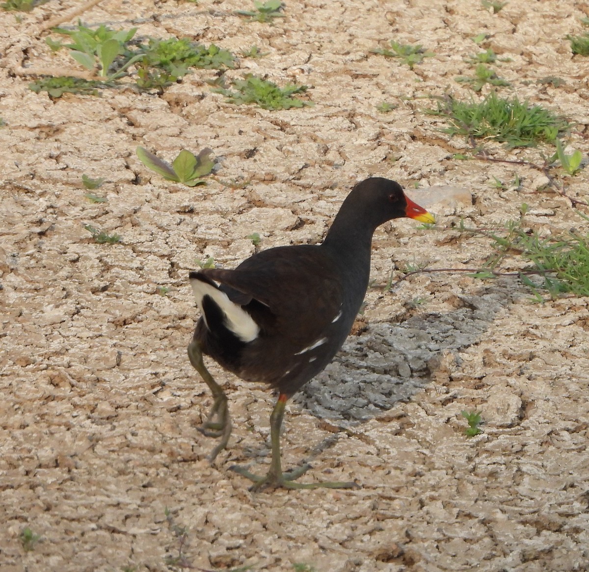 Eurasian Moorhen - Prof Chandan Singh Dalawat