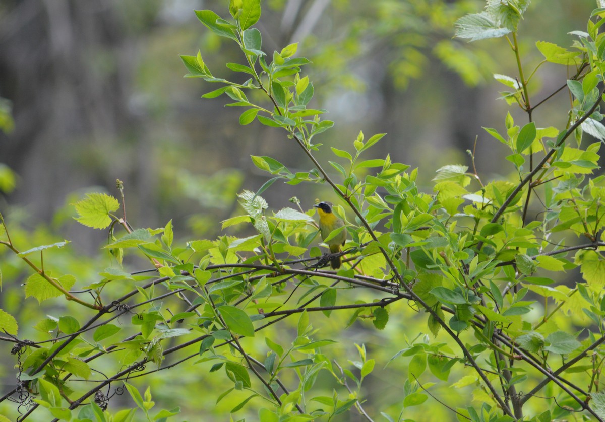 Common Yellowthroat - Heather Hough