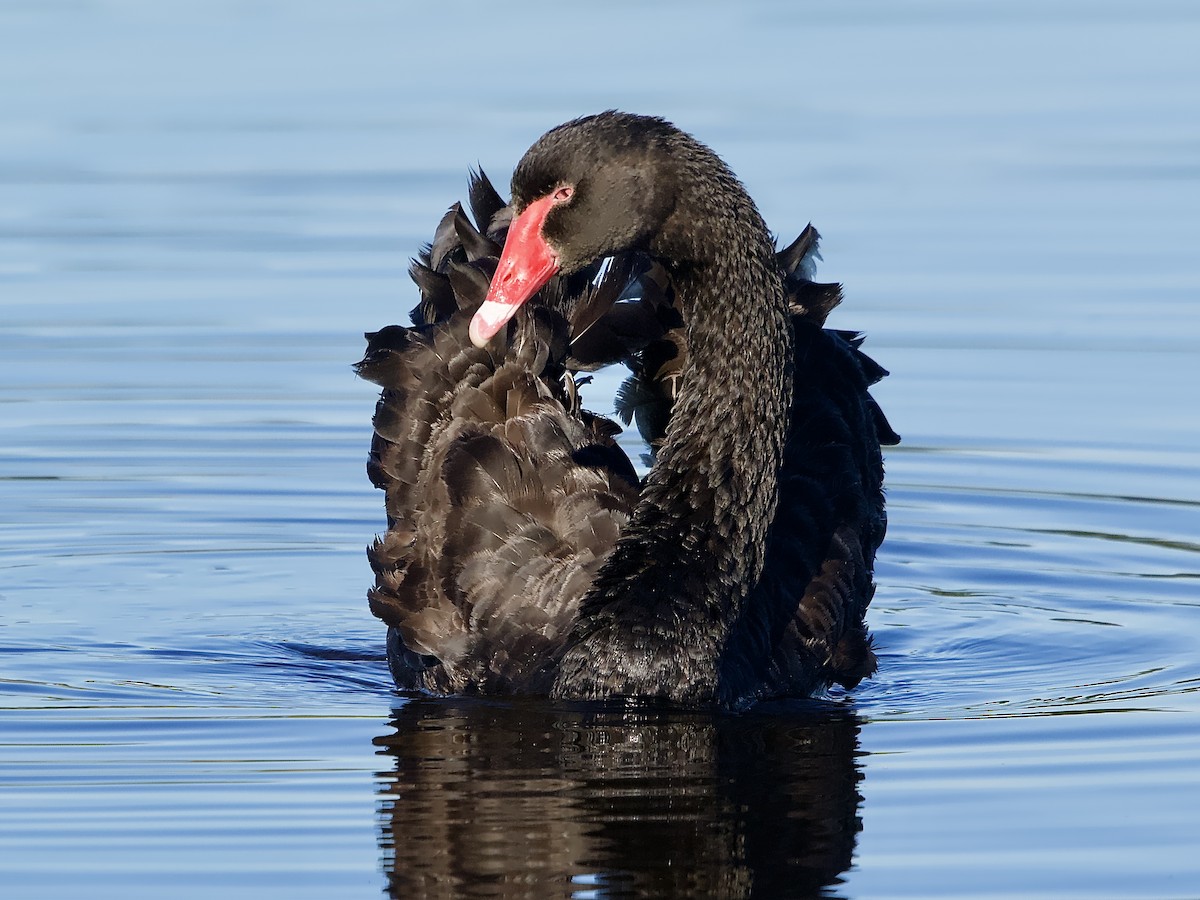 Black Swan - Allan Johns