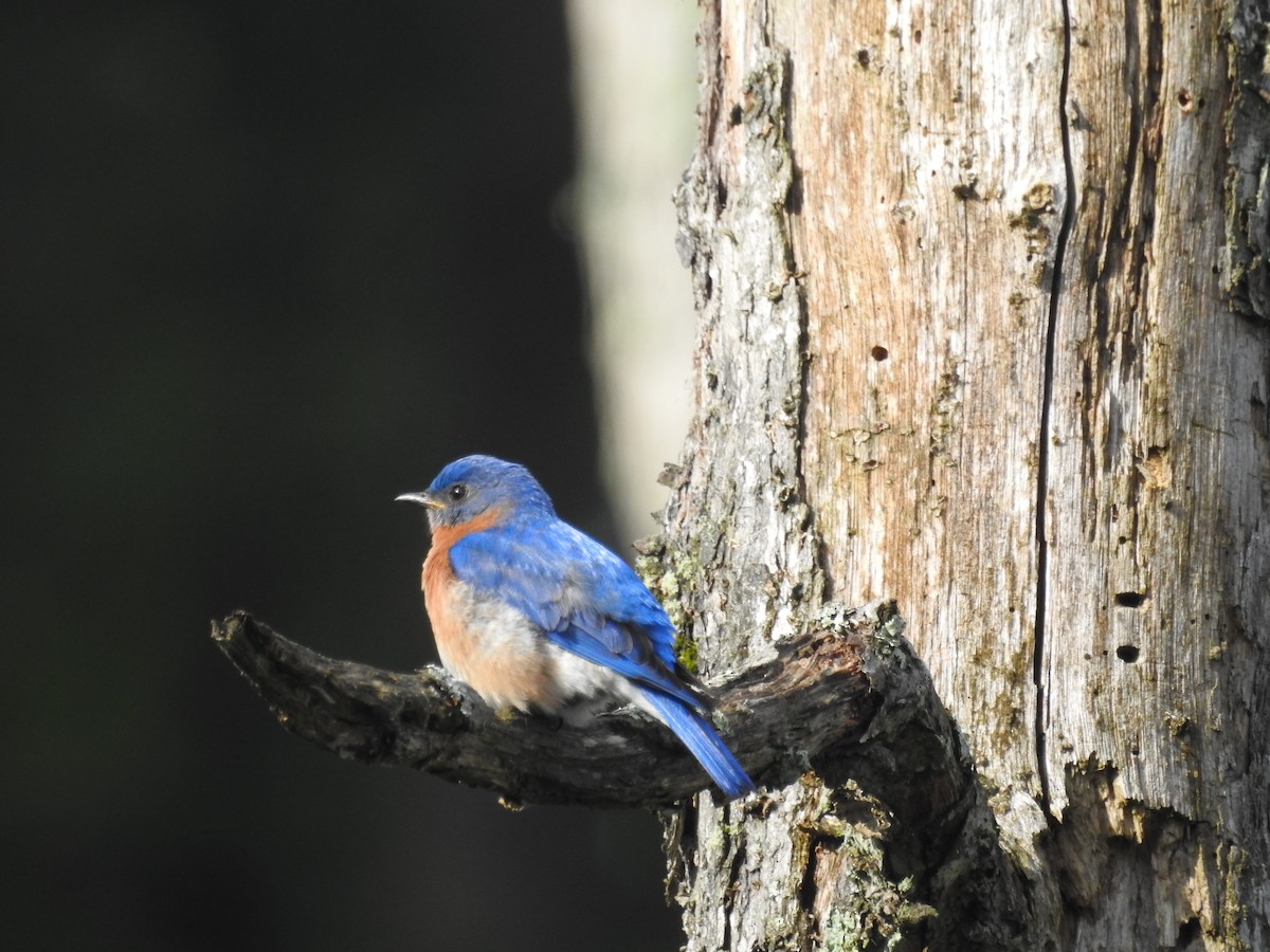 Eastern Bluebird - Deepak Vadi