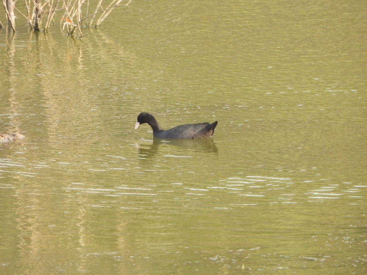 Eurasian Coot - Prof Chandan Singh Dalawat