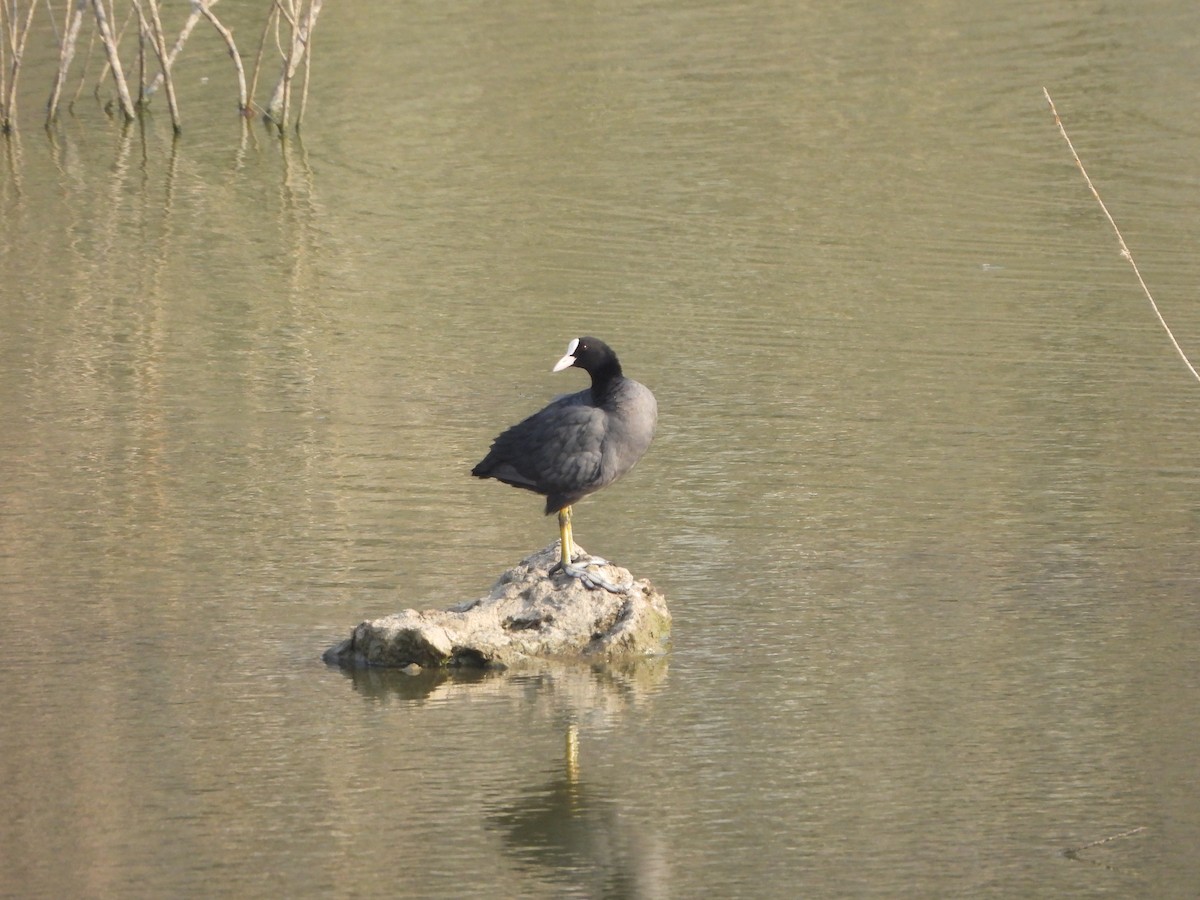 Eurasian Coot - Prof Chandan Singh Dalawat