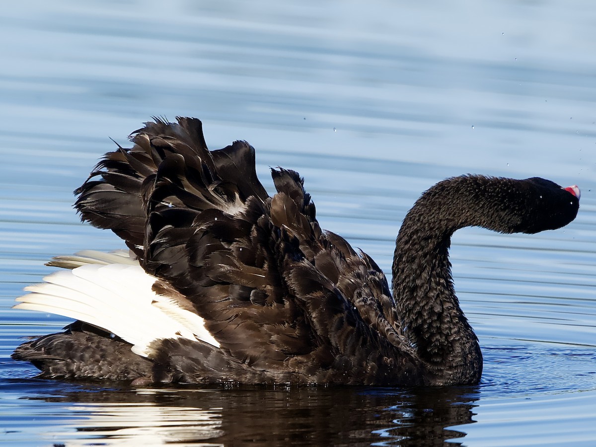 Black Swan - Allan Johns