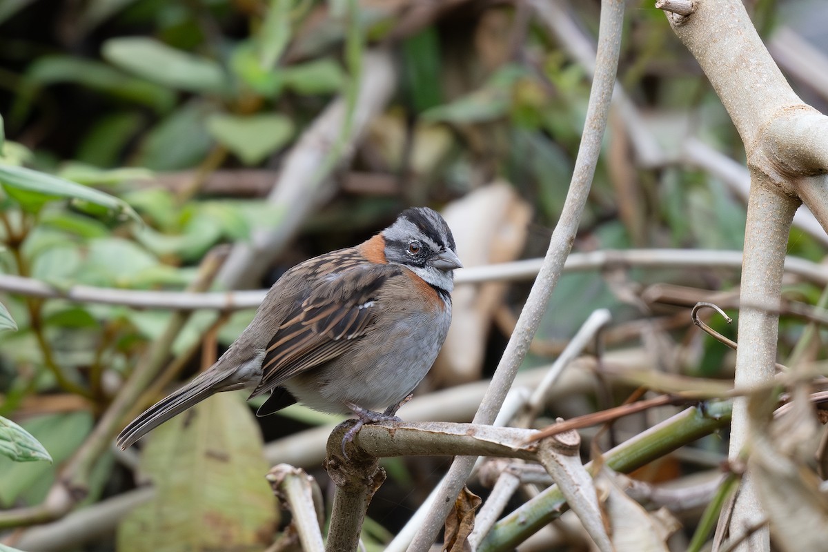 Rufous-collared Sparrow - Steve Heinl