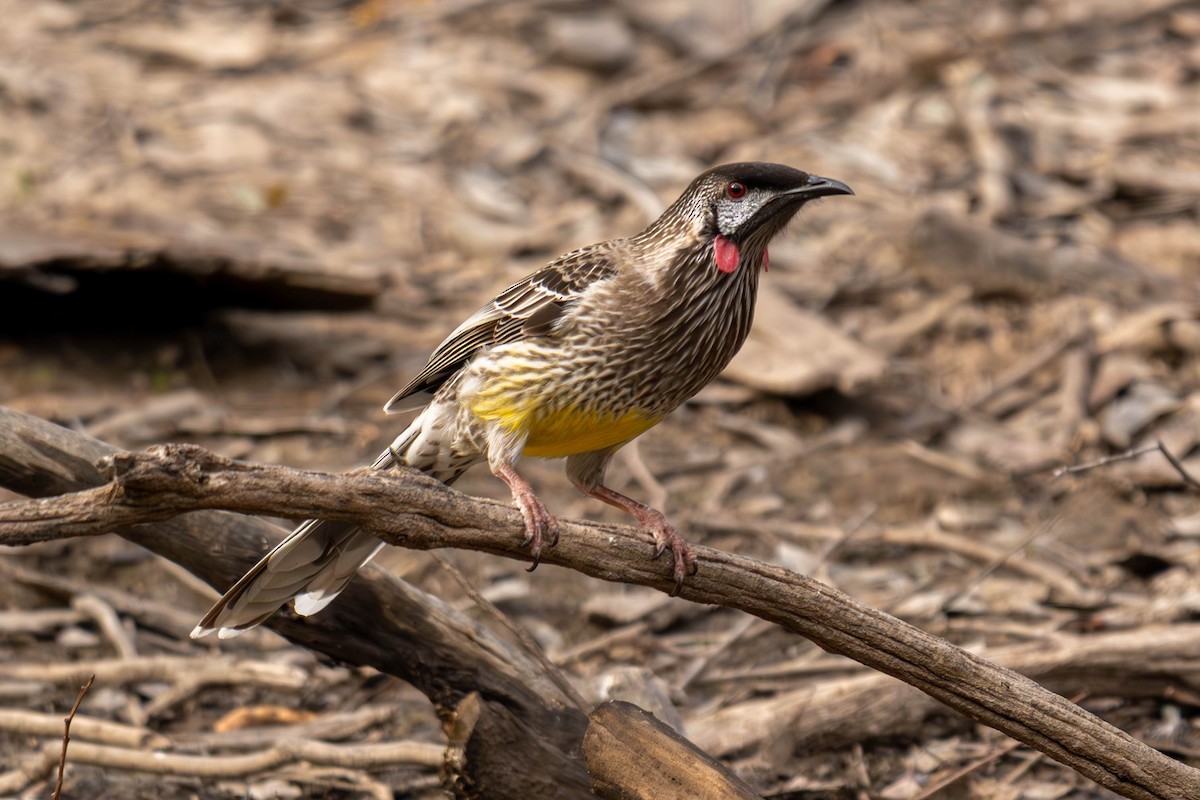 Red Wattlebird - Claire Watson