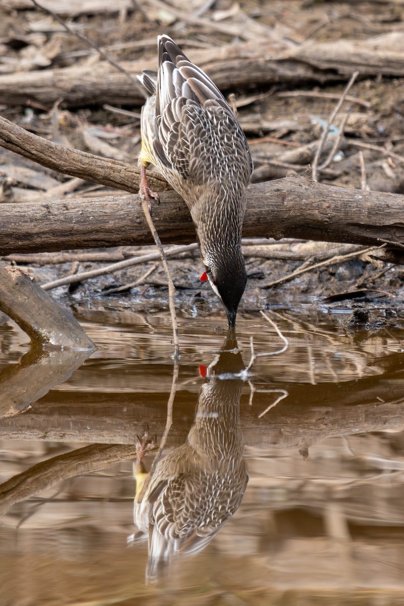 Red Wattlebird - ML619514772