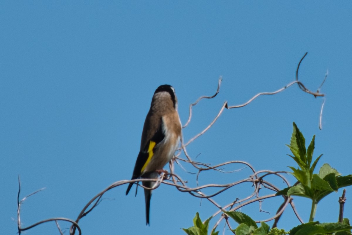 European Goldfinch - Donald Fullmer