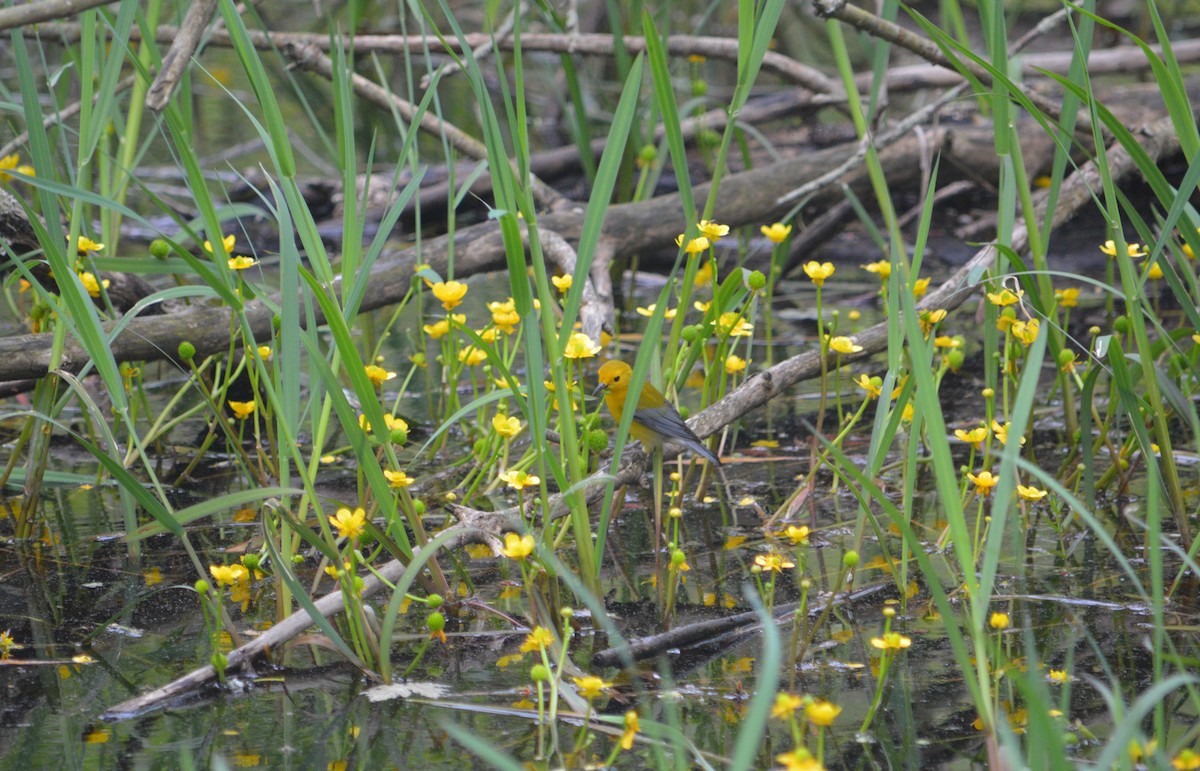 Prothonotary Warbler - Heather Hough