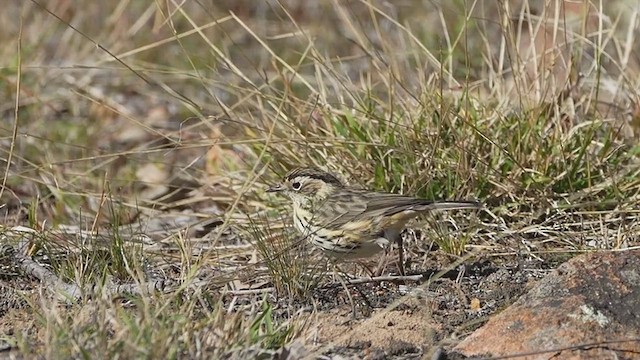 Speckled Warbler - ML619514776