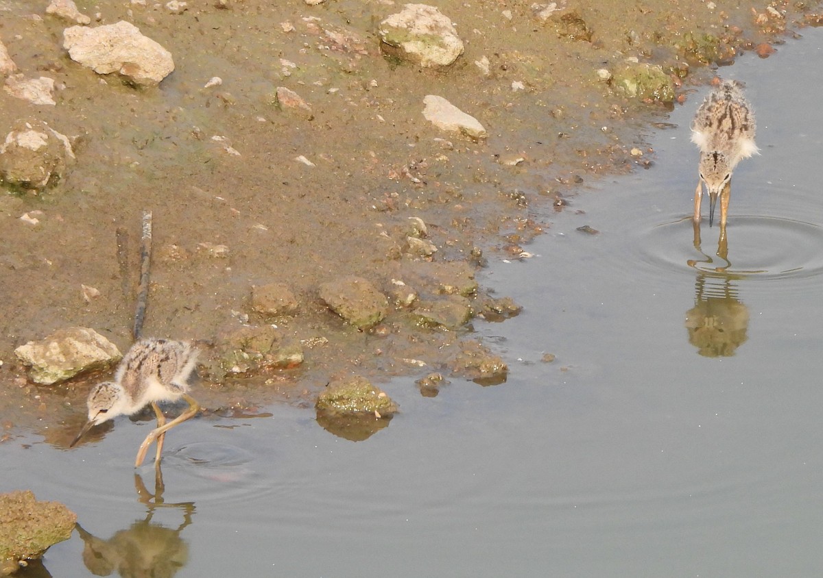 Black-winged Stilt - Prof Chandan Singh Dalawat