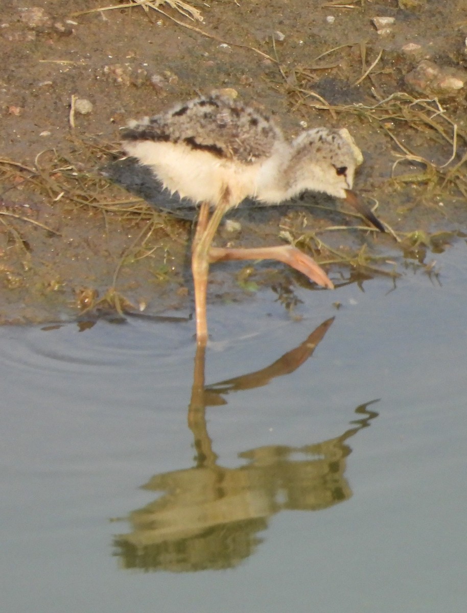 Black-winged Stilt - Prof Chandan Singh Dalawat