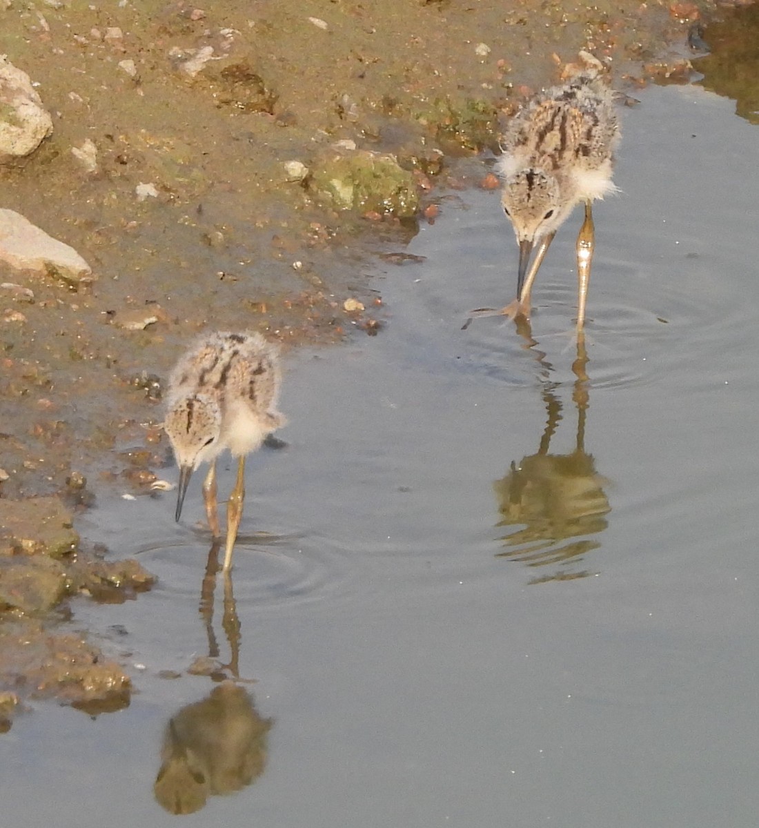 Black-winged Stilt - Prof Chandan Singh Dalawat