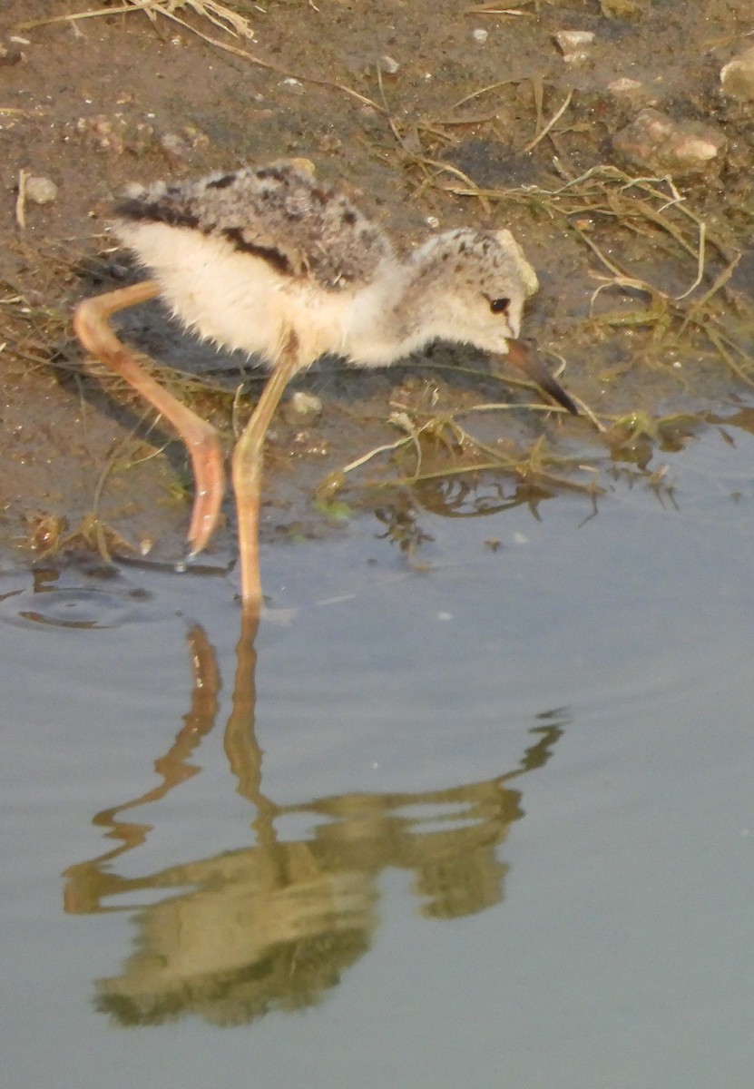 Black-winged Stilt - Prof Chandan Singh Dalawat