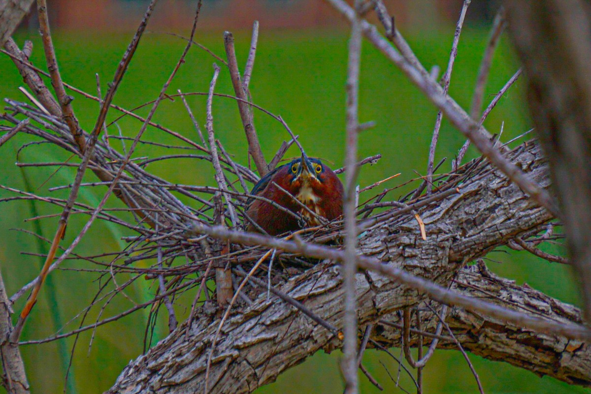 Green Heron - Drake Thomas