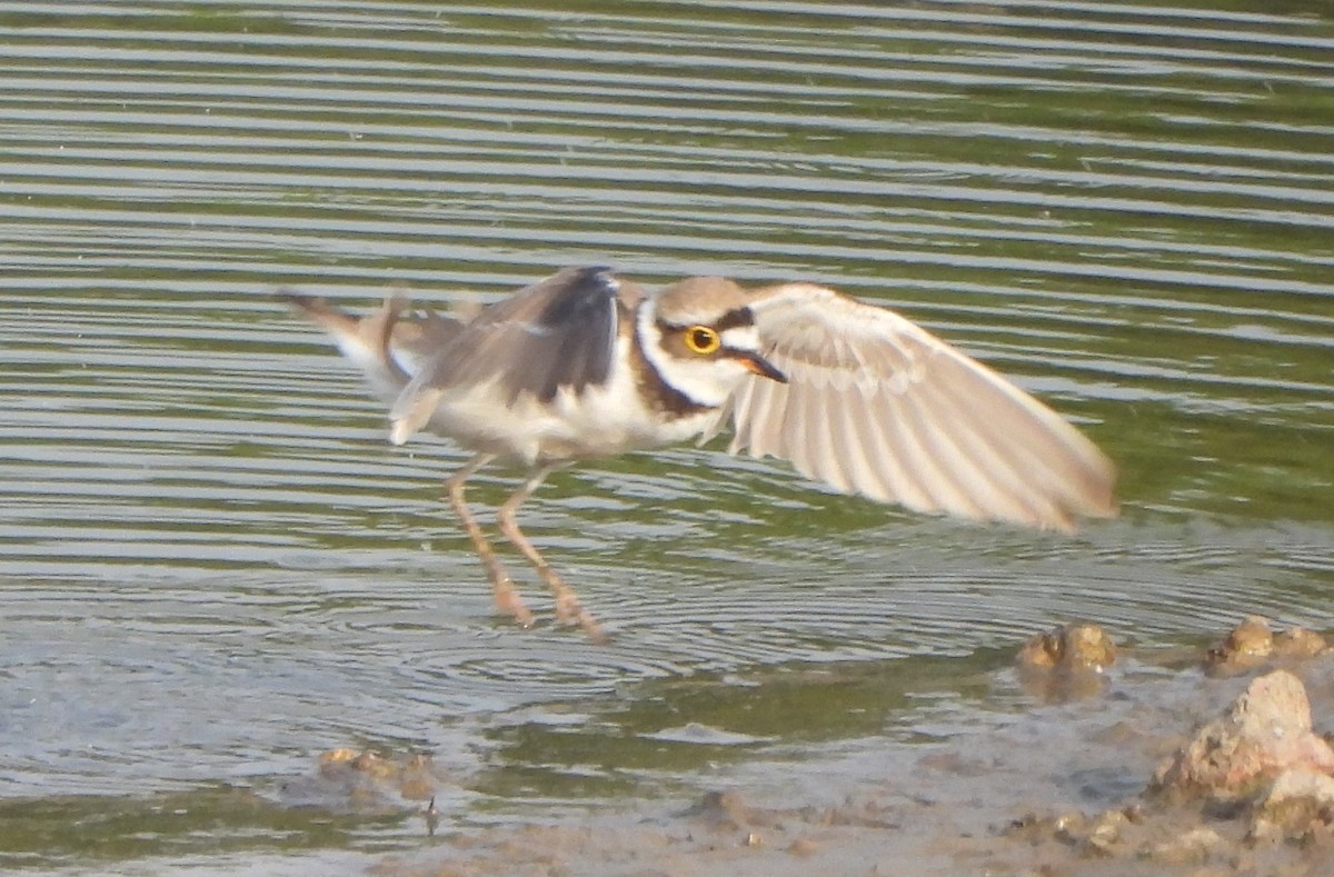 Little Ringed Plover - Prof Chandan Singh Dalawat