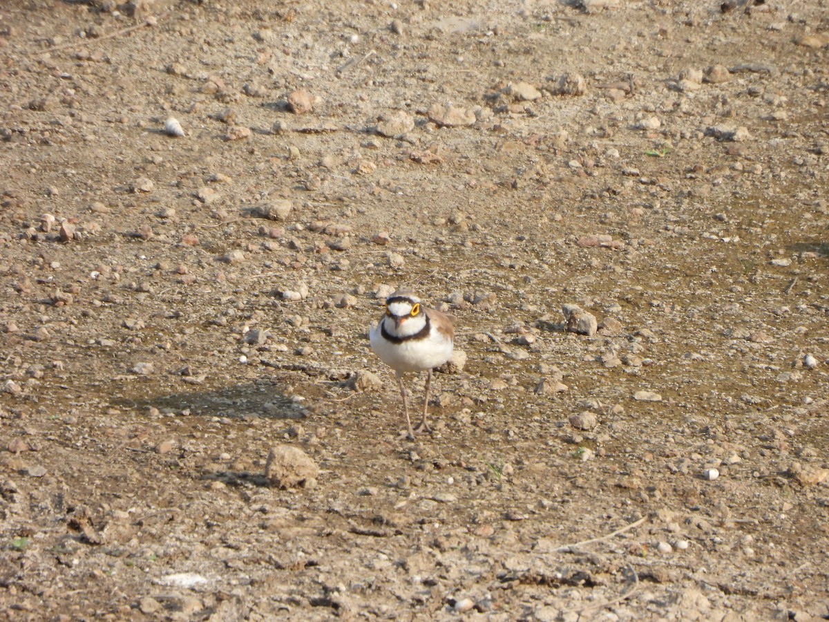 Little Ringed Plover - Prof Chandan Singh Dalawat