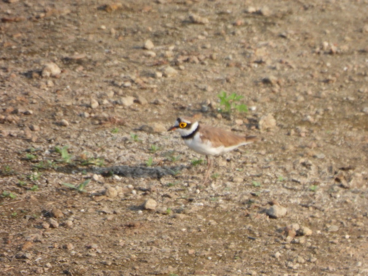 Little Ringed Plover - Prof Chandan Singh Dalawat