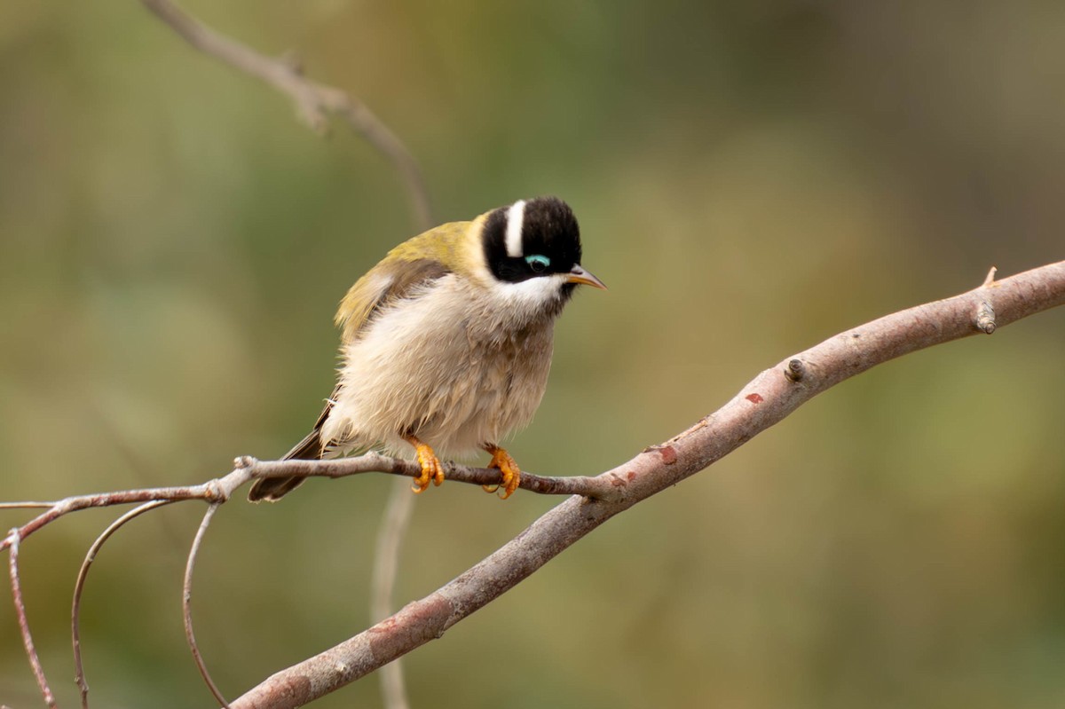 Black-chinned Honeyeater - Claire Watson