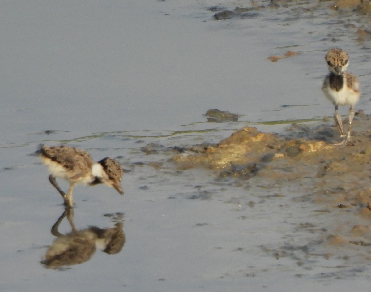 Red-wattled Lapwing - Prof Chandan Singh Dalawat