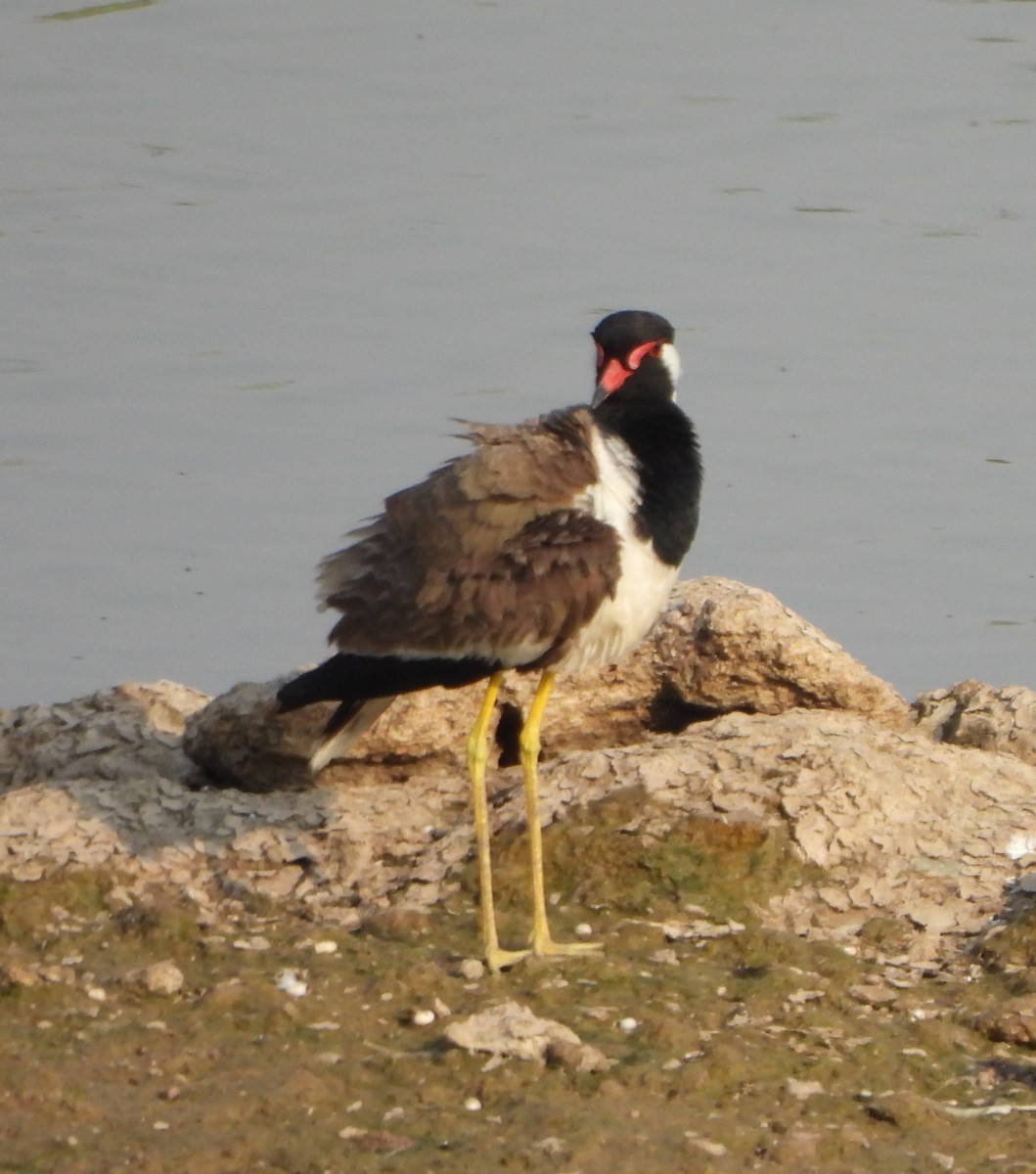 Red-wattled Lapwing - Prof Chandan Singh Dalawat