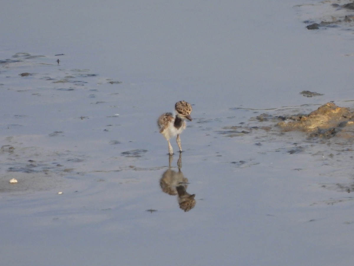 Red-wattled Lapwing - Prof Chandan Singh Dalawat