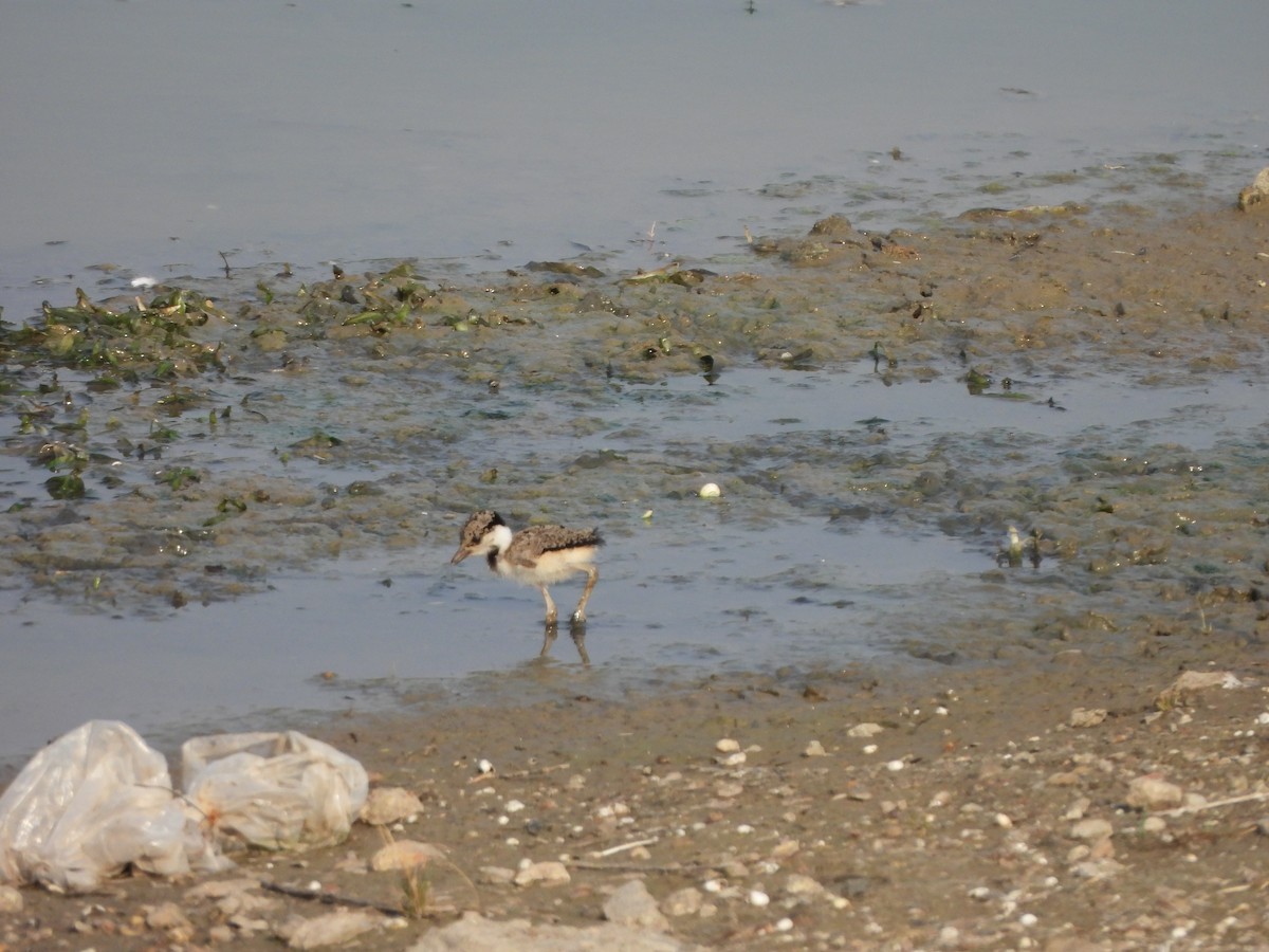 Red-wattled Lapwing - Prof Chandan Singh Dalawat