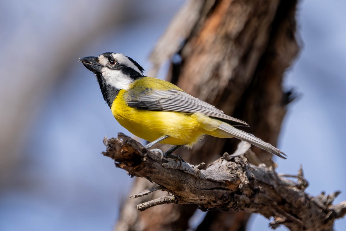 Eastern Shrike-tit - Claire Watson