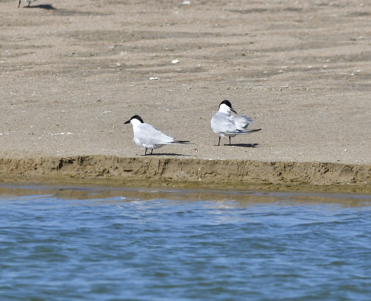 Gull-billed Tern - ML619514822