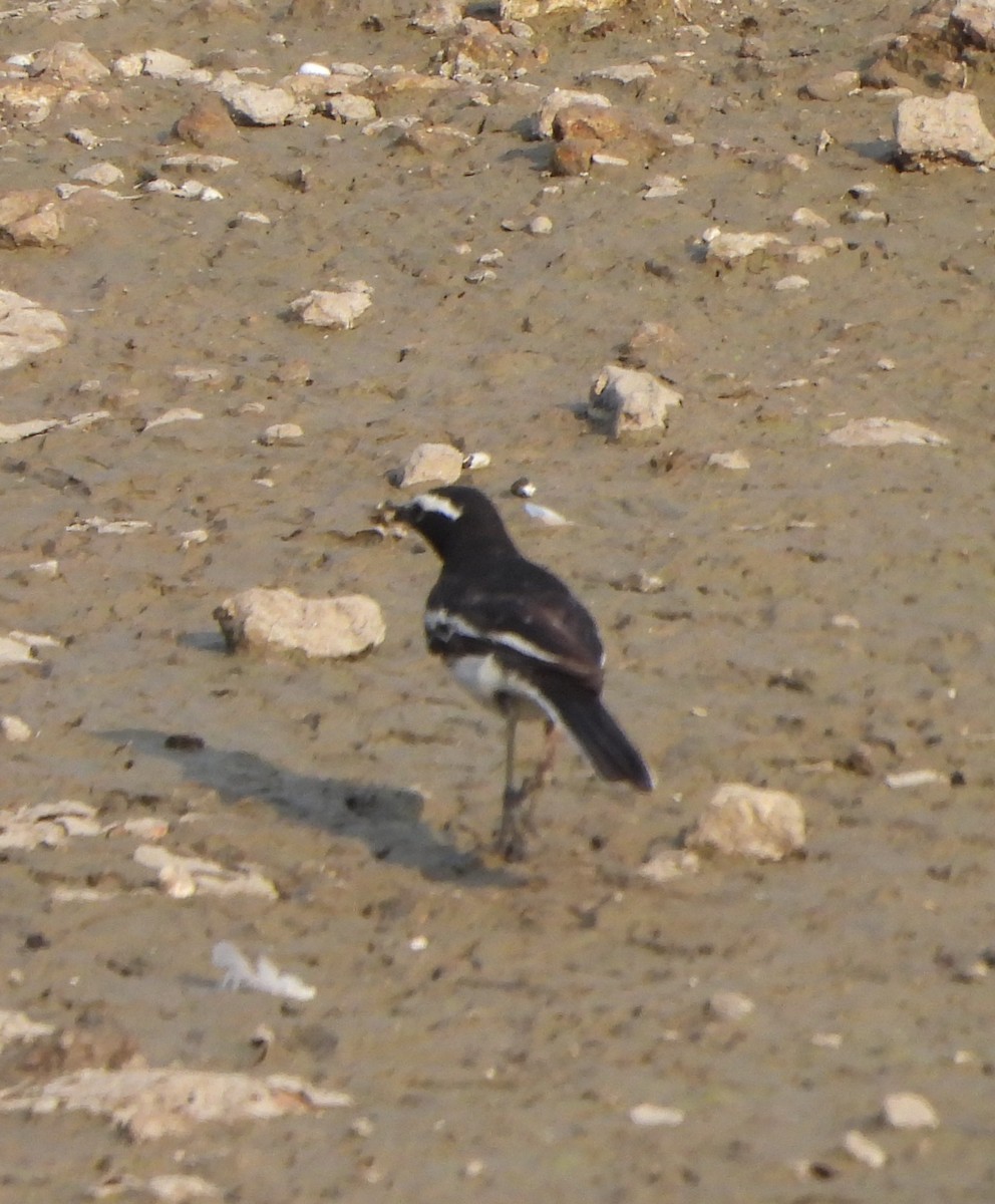 White-browed Wagtail - Prof Chandan Singh Dalawat