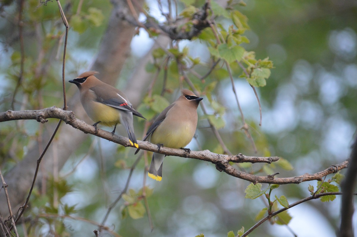 Cedar Waxwing - Heather Hough